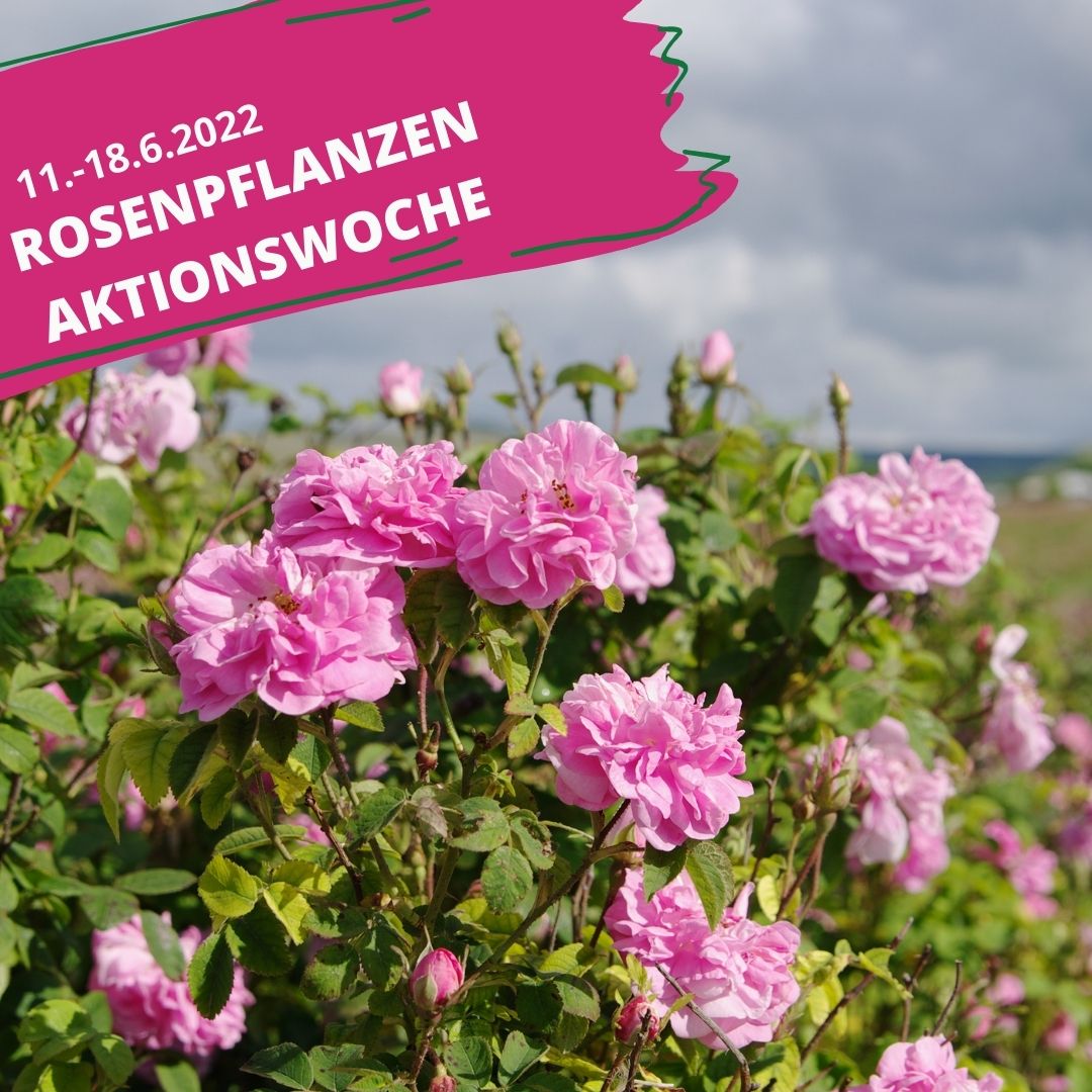 Rosen Aktionswoche Rosenfest Oschatz Müller Baumschule Rosenschule