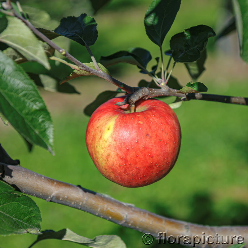 Saechsischer Apfel in Oschatz Sachsen Müller Baumschule