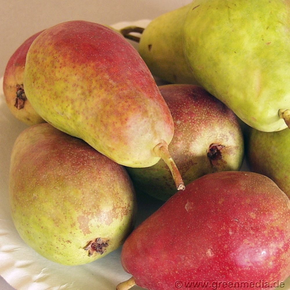 Apfel,Pyrus communis Hortensia,Birne,Obst,Obstgehölz,Kernobst,Baumobst,Frucht,