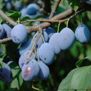 ,Prunus domestica 'Hauszwetsche',Pflaume,Obst,Obstgehölz,Steinobst,Baumobst,,