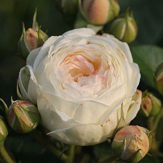 Rose Artemis Baum- und Rosenschule Müller Oschatz