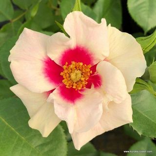 Rosa Persica Rosa Persica - Hybriden in Oschatz