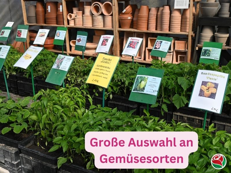 Große Auswahl an Pflanzen, Rosen und Gehölzen bei der Baum- und Rosenschule Müller in Oschatz