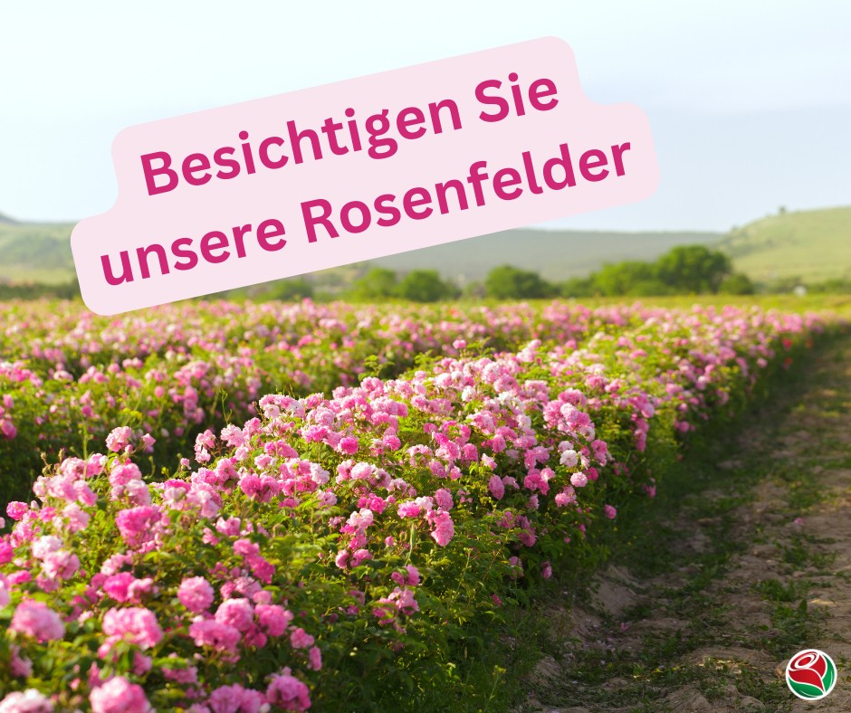 Besichtigung der Rosenfelder in Oschatz Striesa Baumschule Müller