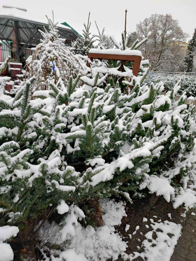 Weihnachtsbäume in Oschatz Müller Baumschule