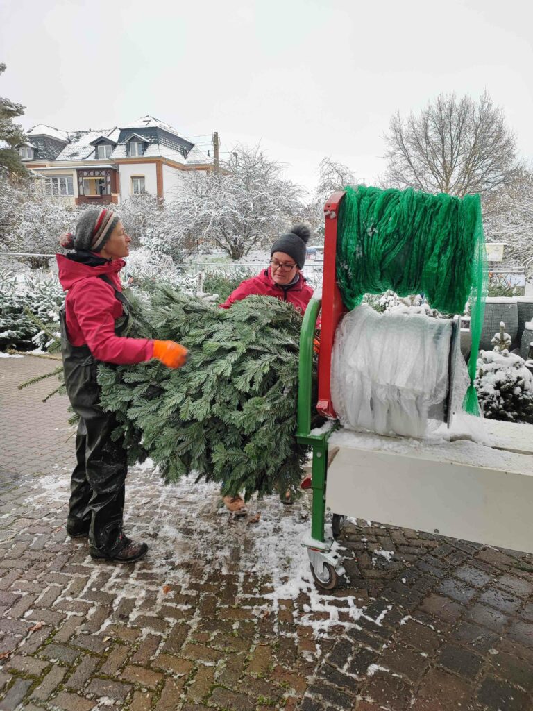 Weihnachtsbäume in Oschatz Müller Baumschule Top Qualität
