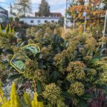 Herbsttipps Garten Natur Baum- und Rosenschule Müller Oschatz Pflanzencenter