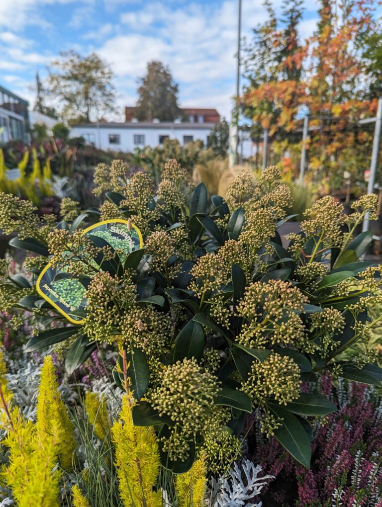 Herbsttipps Garten Natur Baum- und Rosenschule Müller Oschatz Pflanzencenter