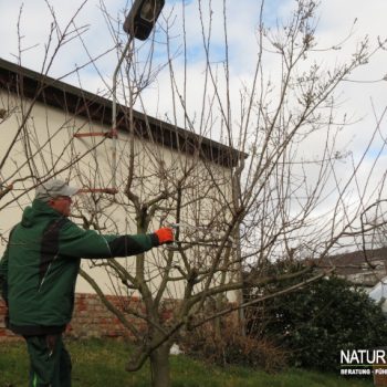 Obstbaumschnitt3