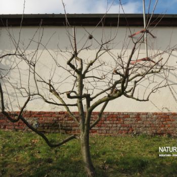 Obstbaumschnitt3a