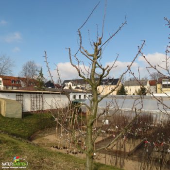 Obstbaumschnitt5